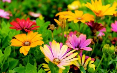 Preparing Your Lawn for Spring: A Comprehensive Guide